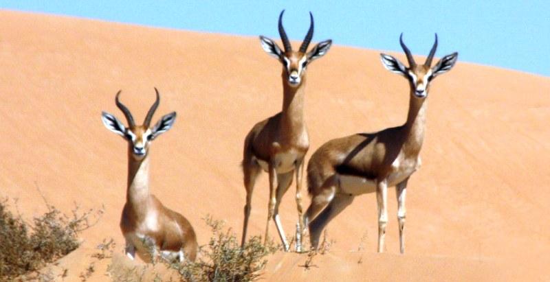 Dubai Desert Conservation Reserve