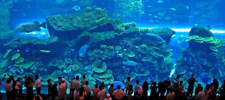 Dubai Aquarium and Underwater Zoo