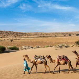 Morning Desert Safari