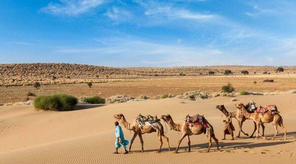 Morning Desert Safari