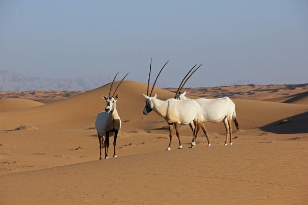 dubai desert safari camp