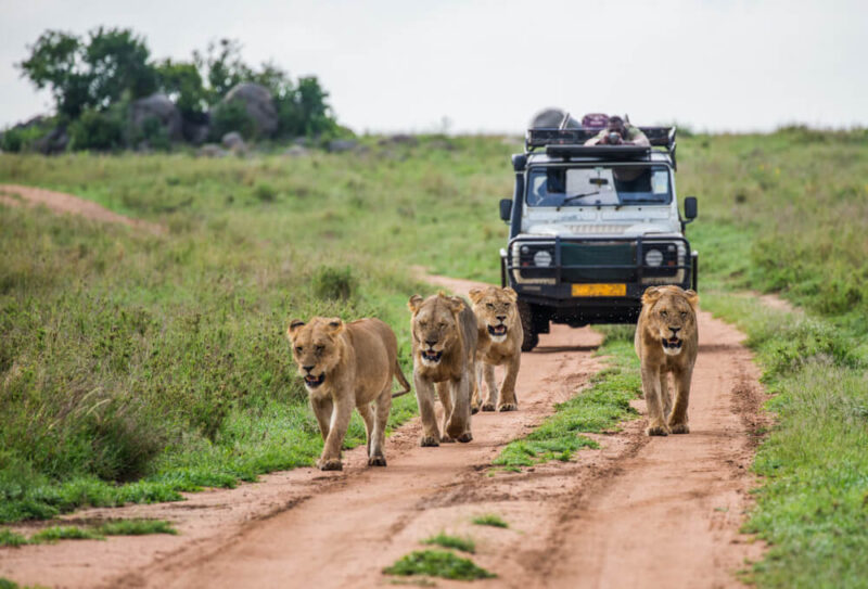 sharjah safari park tickets offers